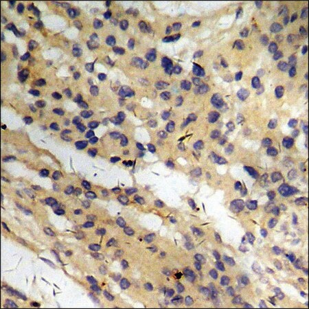 Merck Anti-phospho-CD136/RON (pSer1394) antibody produced in rabbit