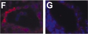 Merck MOUSE MONOCLONAL ANTI-ALPHA-SMOOTH     &
