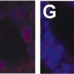Merck MOUSE MONOCLONAL ANTI-ALPHA-SMOOTH &