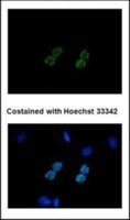 Merck MONOCLONAL ANTI-6X HIS TAG