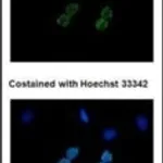 Merck MONOCLONAL ANTI-6X HIS TAG