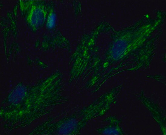Merck Anti-PTPRA antibody produced in rabbit