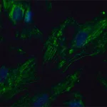 Merck Anti-PTPRA antibody produced in rabbit