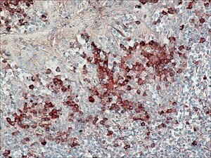 Merck ANTI-HUMAN IGG (FAB FRAGMENT) PEROXIDAS&