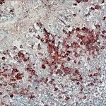 Merck ANTI-HUMAN IGG (FAB FRAGMENT) PEROXIDAS&