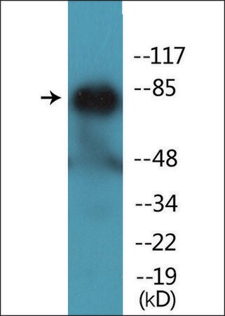 Merck Anti-phospho-PECAM-1 (pTyr713) antibody produced in rabbit