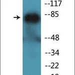 Merck Anti-phospho-PECAM-1 (pTyr713) antibody produced in rabbit