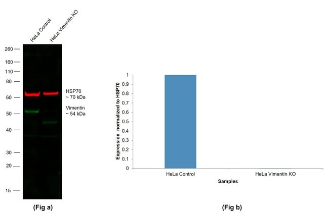 Thermo Fisher Scientific Donkey anti-Chicken IgY (H+L) Highly Cross Adsorbed Secondary Antibody, Alexa Fluor 488