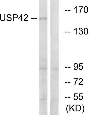 Merck Anti-USP42 antibody produced in rabbit