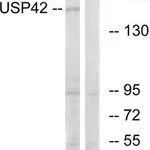 Merck Anti-USP42 antibody produced in rabbit