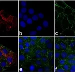 Thermo Fisher Scientific F(ab`)2-Goat anti-Rabbit IgG (H+L) Secondary Antibody, Qdot 625