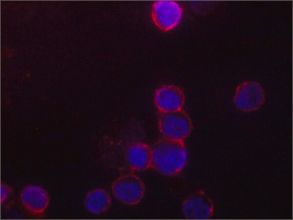 Merck Anti-Orai1 antibody, Mouse monoclonal