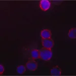Merck Anti-Orai1 antibody, Mouse monoclonal