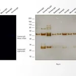 Thermo Fisher Scientific Goat anti-Canine IgG (H+L) Secondary Antibody