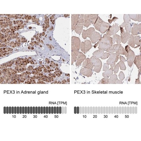 Merck Anti-PEX3 antibody produced in rabbit