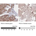 Merck Anti-PEX3 antibody produced in rabbit