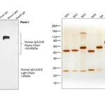 Thermo Fisher Scientific Goat anti-Human IgG, IgM, IgA (H+L) Secondary Antibody, HRP