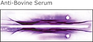 Merck ANTI-BOVINE WHOLE SERUM DEVELOPED IN
