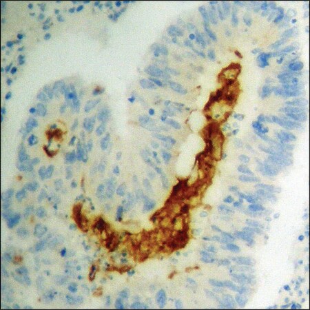 Merck Anti-phospho-STAT2 (pTyr690) antibody produced in rabbit