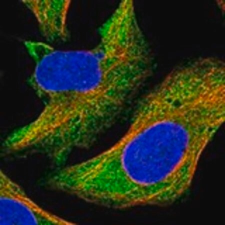 Merck Anti-MAPK6 antibody produced in rabbit