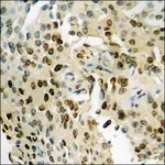 Merck Anti-phospho-NF-kappaB p65 (pSer276) antibody produced in rabbit