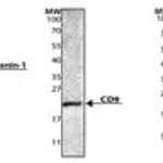 Merck Exosome standards, fluorescent