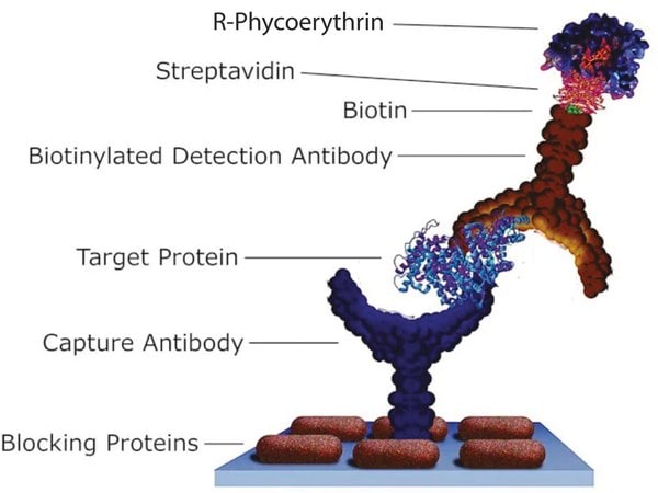 Merck Streptavidin-R-Phycoerythrin from Streptomyces avidinii