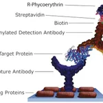 Merck Streptavidin-R-Phycoerythrin from Streptomyces avidinii