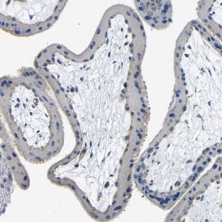 Merck Anti-THSD1 antibody produced in rabbit