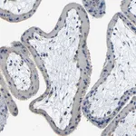 Merck Anti-THSD1 antibody produced in rabbit