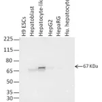 Thermo Fisher Scientific F(ab`)2-Goat anti-Mouse IgG (H+L) Highly Cross-Adsorbed Secondary Antibody, HRP