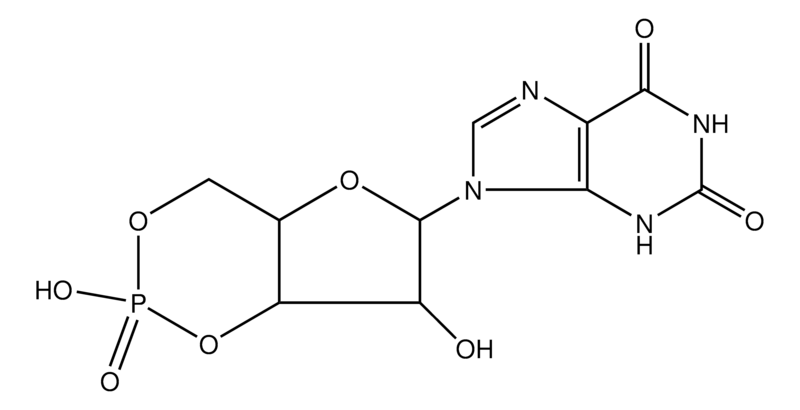 Merck Xanthosine 3',5'-cyclic monophosphate