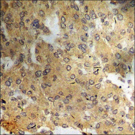Merck Anti-phospho-ATF4 (pSer245) antibody produced in rabbit