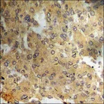 Merck Anti-phospho-ATF4 (pSer245) antibody produced in rabbit