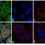 Thermo Fisher Scientific Goat anti-Mouse IgG Fc Secondary Antibody, FITC