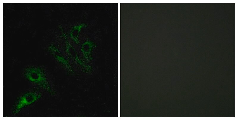 Merck Anti-TNFL4 antibody produced in rabbit