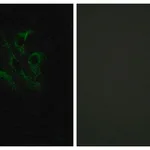 Merck Anti-TNFL4 antibody produced in rabbit