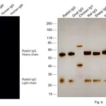 Thermo Fisher Scientific F(ab`)2-Goat anti-Rabbit IgG (H+L) Cross-Adsorbed Secondary Antibody, Alexa Fluor 680