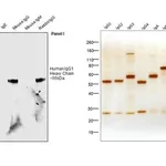 Thermo Fisher Scientific Mouse anti-Human IgG1 Fc Secondary Antibody, HRP