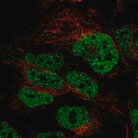 Merck Anti-CDC25A antibody produced in rabbit