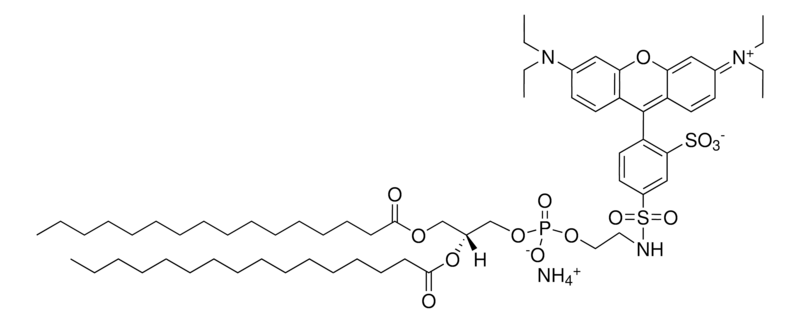 Merck 16:0 Liss Rhod PE