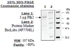 Merck PLK2 ACTIVE HUMAN