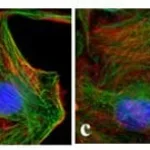 Thermo Fisher Scientific Rabbit anti-Mouse IgG (H+L) Superclonal Secondary Antibody