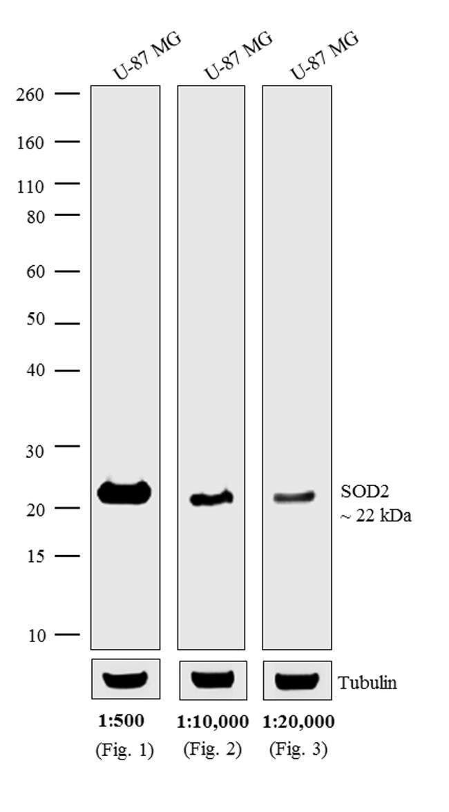 Thermo Fisher Scientific Chicken anti-Mouse IgG (H+L) Cross-Adsorbed Secondary Antibody, HRP