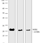Thermo Fisher Scientific Chicken anti-Mouse IgG (H+L) Cross-Adsorbed Secondary Antibody, HRP