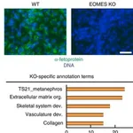 Merck MONOCLONAL ANTI-HUMAN A-FETOPROTEIN, &