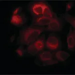Merck Anti-STIM1 (C-terminal) antibody produced in rabbit