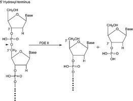 Merck PHOSPHODIESTERASE II TYPE I-SA FROM    &