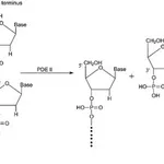 Merck PHOSPHODIESTERASE II TYPE I-SA FROM &
