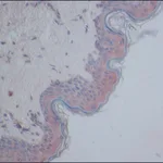 Merck Anti-CYLD antibody produced in rabbit